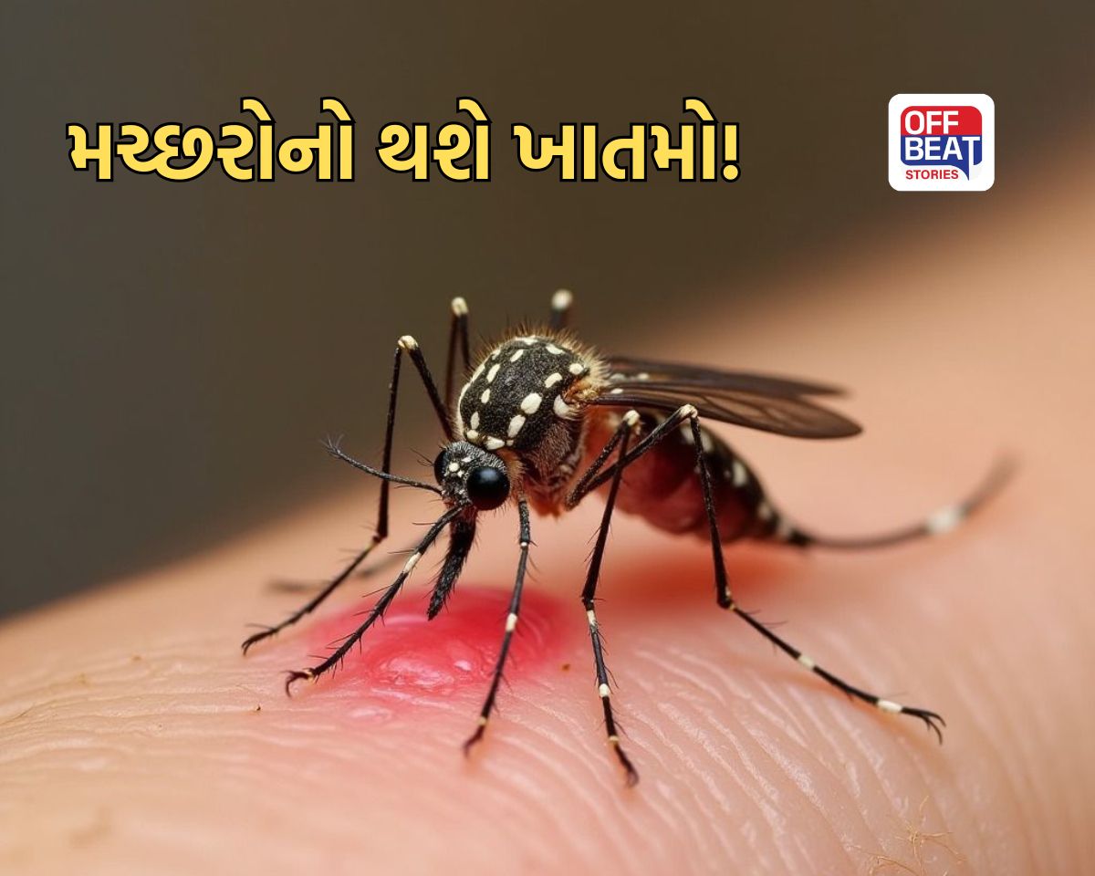 મચ્છરોના ત્રાસથી છો પરેશાન?