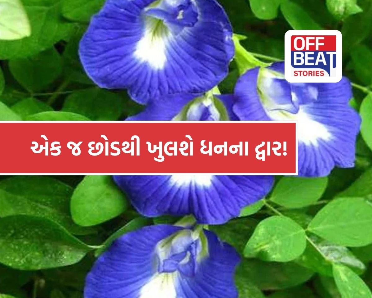 ઘરની આ દિશામાં લગાવો અપરાજિતાનો છોડ