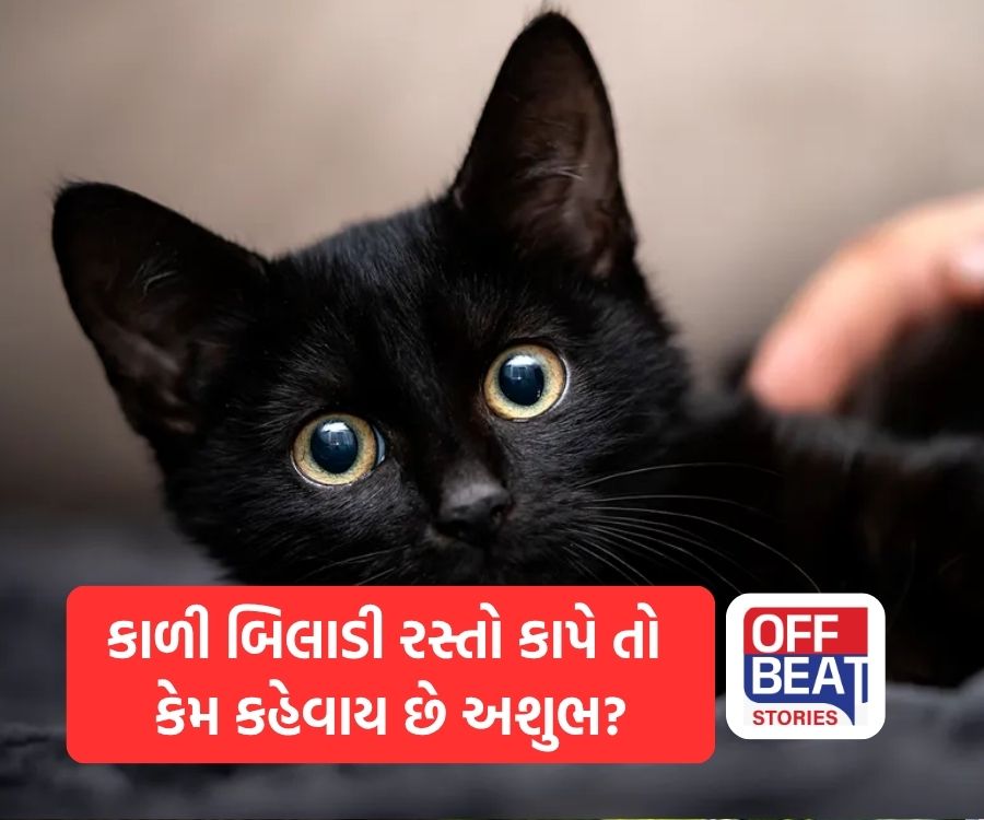 કાળી બિલાડી રસ્તો કાપે તો કેમ કહેવાય છે અશુભ?