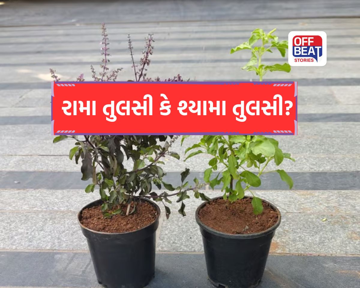 રામા કે શ્યામા?
