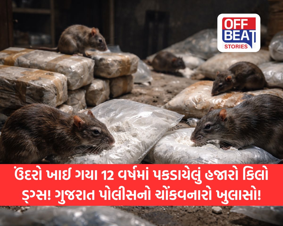 "12 વર્ષમાં પકડાયેલું હજારો કિલો ડ્ગ્સ ઉંદરો ખાઇ ગયા"