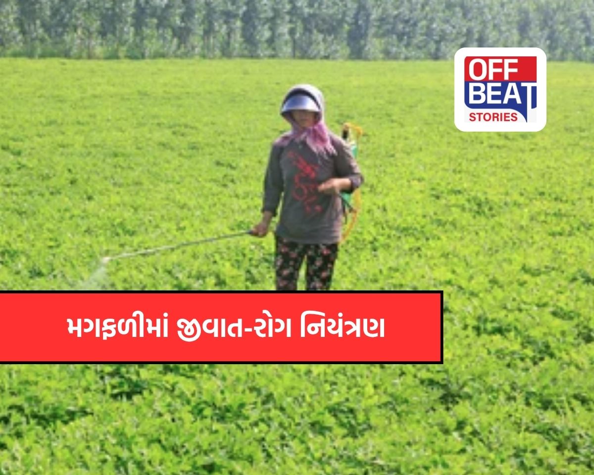 મગફળીના પાકમાં જીવાત અને રોગ નિયંત્રણ માટે સરકારની  માર્ગદર્શિકા જાહેર