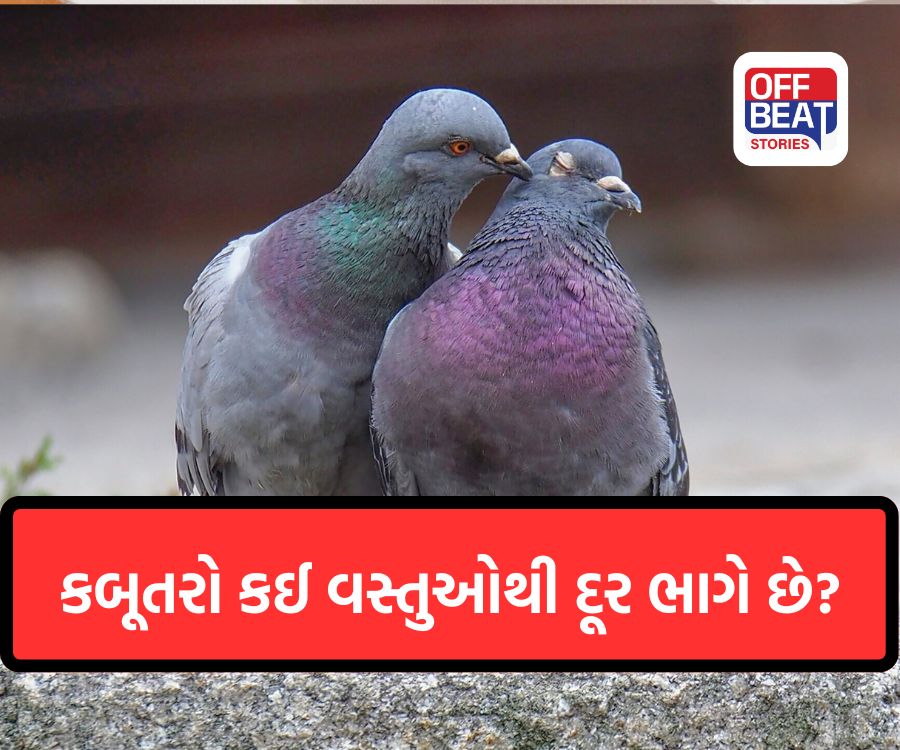 કામની વાત! કબૂતરને કઈ ગંધ પસંદ હોતી નથી?