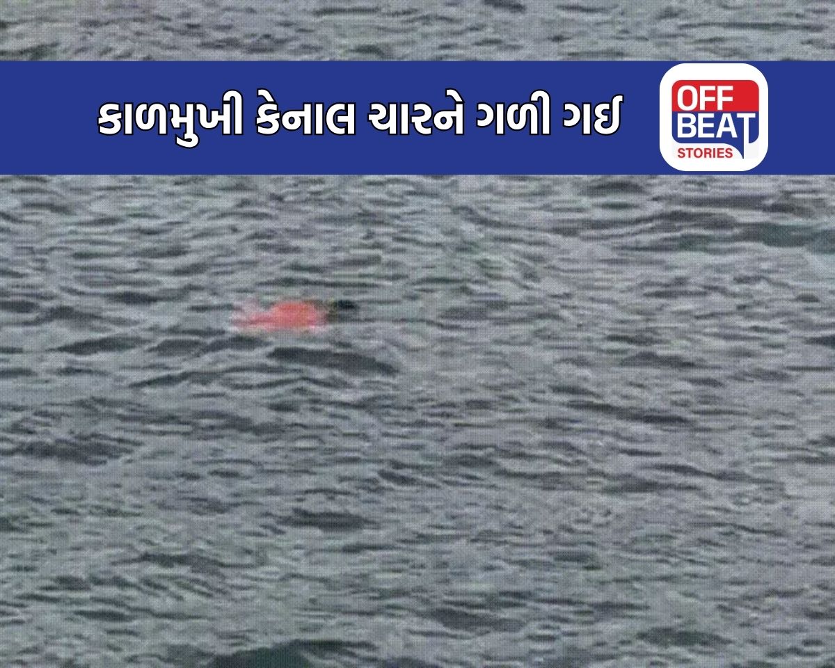 Gandhinagar માં નર્મદા કેનાલ બની 'કાળમુખી'