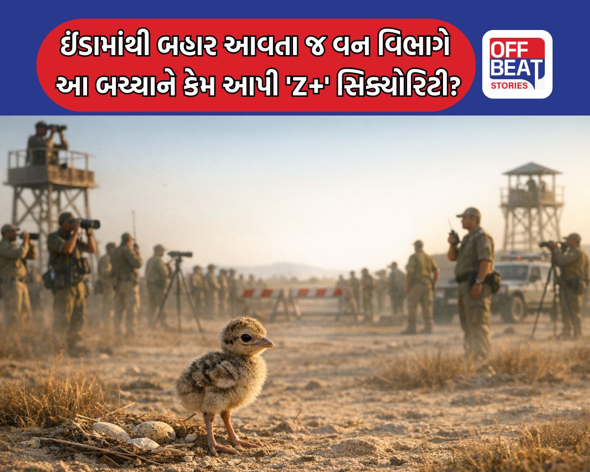 ઈંડામાંથી બહાર આવતા જ પક્ષીને મળી 'Z+' સિક્યોરિટી!