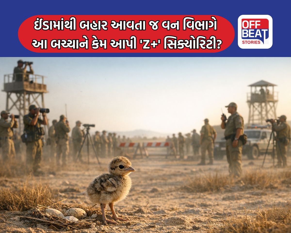 ઈંડામાંથી બહાર આવતા જ પક્ષીને મળી 'Z+' સિક્યોરિટી!