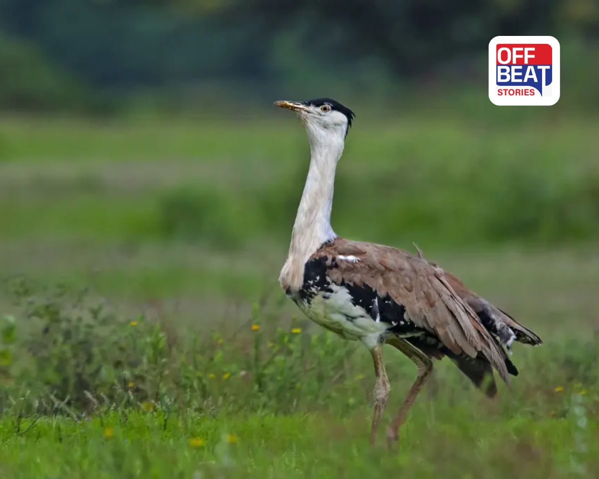 ઈંડામાંથી બહાર આવતા જ પક્ષીને મળી 'Z+' સિક્યોરિટી!