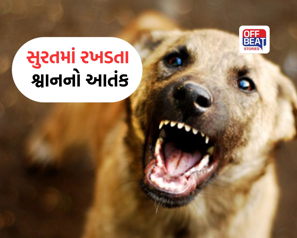 સુરતમાં 5 વર્ષના માસુમ પર રખડતા શ્વાનોનો હુમલો