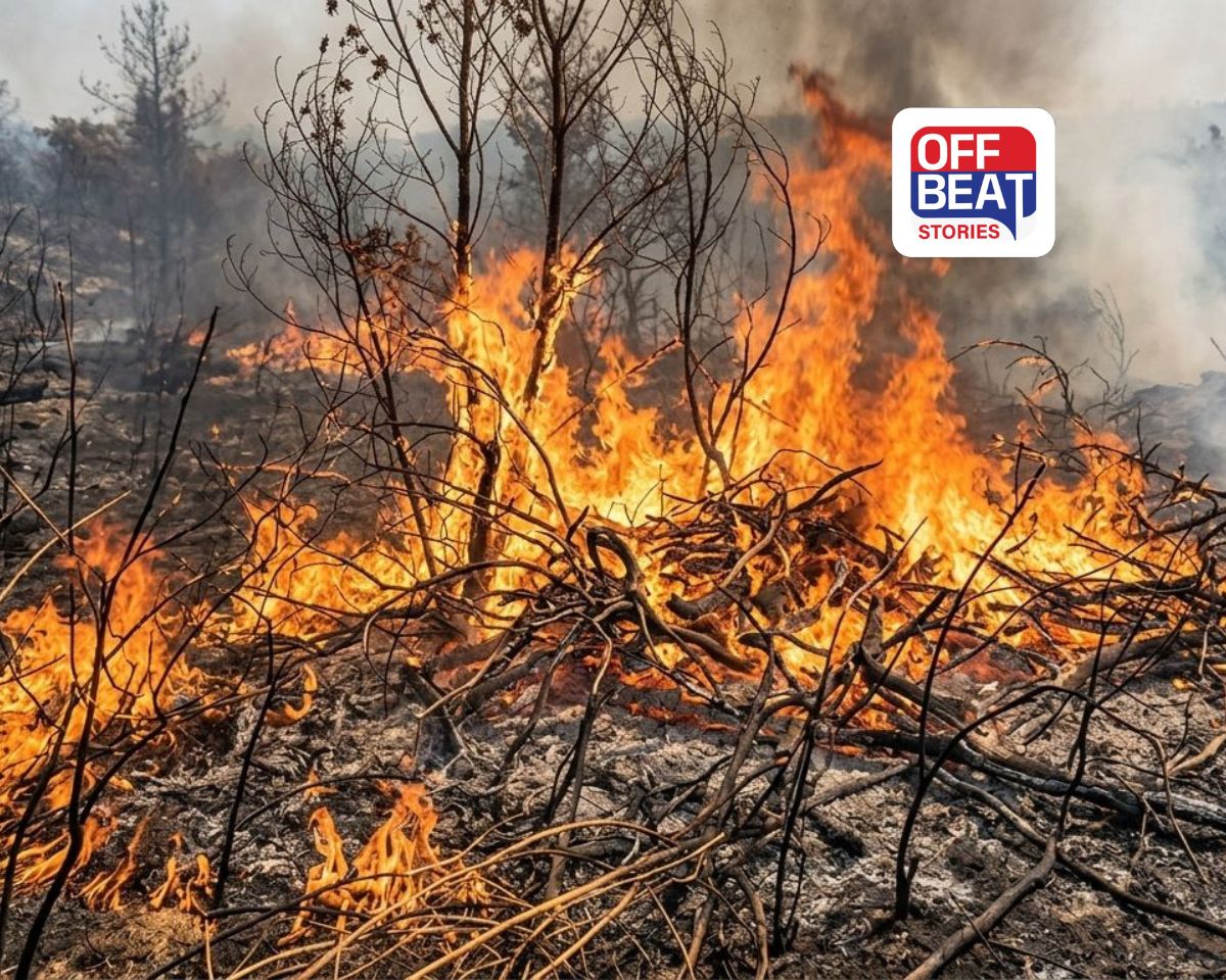 નસવાડીમાં આગનું ખૌફનાક સ્વરૂપ