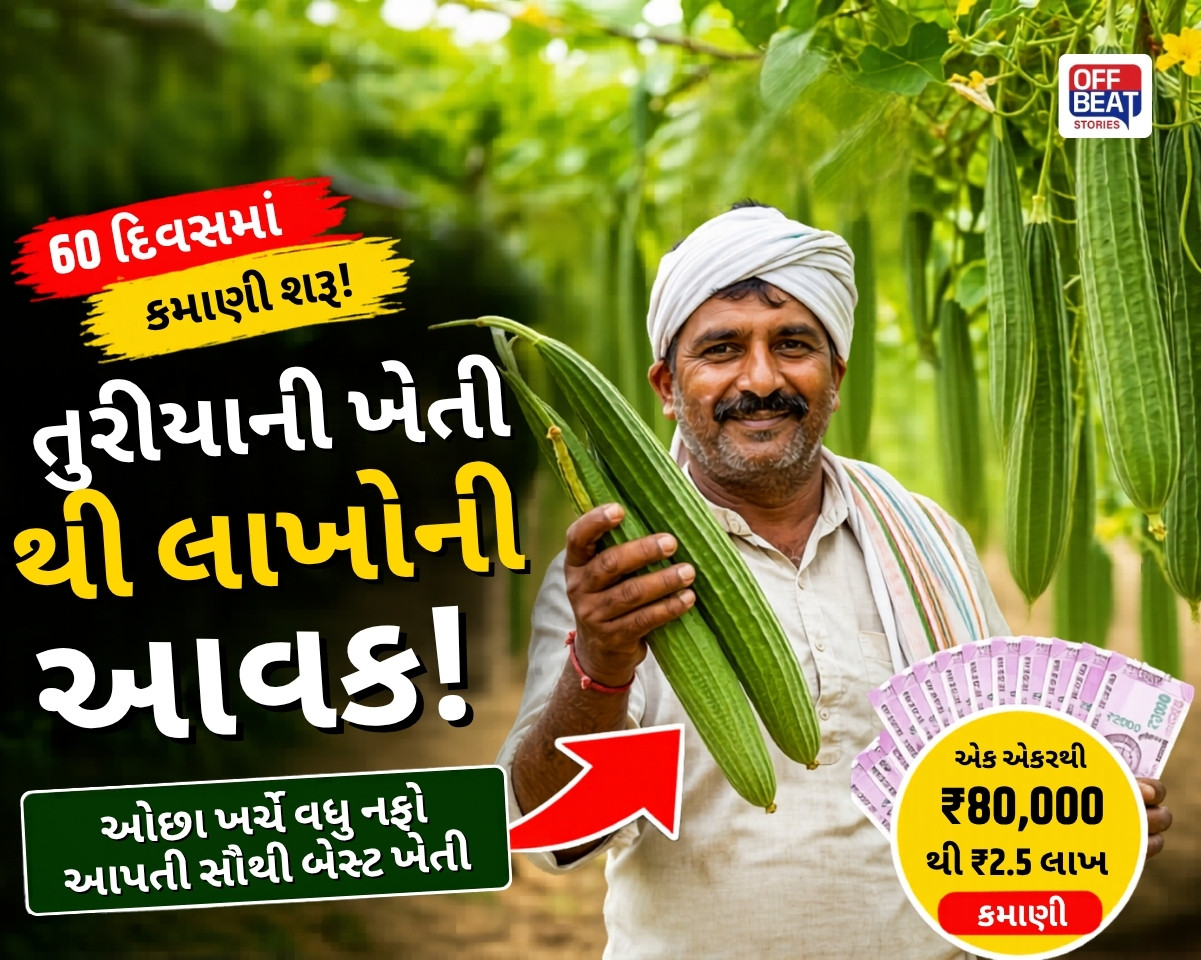 આ સામાન્ય શાકભાજી ગુજરાતના ખેડૂતોને લાખોની આવક અપાવી રહી છે!