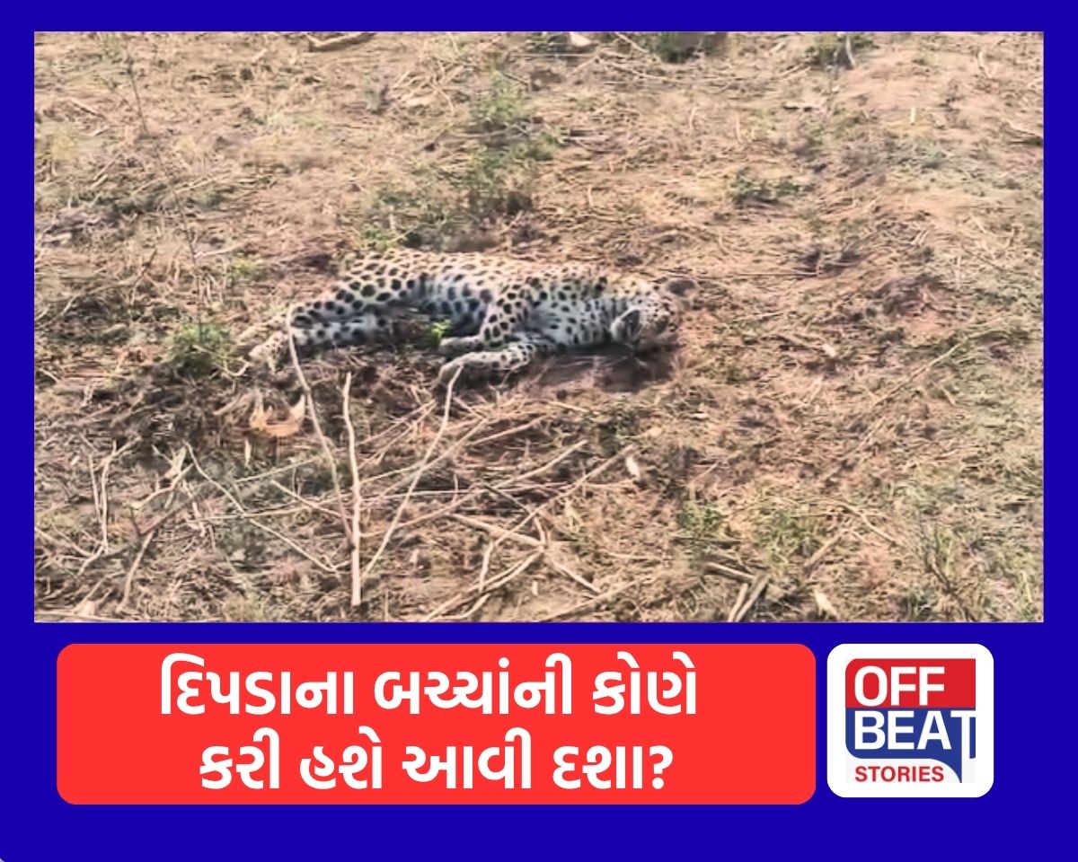 અત્યાર સુધી દિપડા હુમલા કરતા હતા, હવે દિપડા પર હુમલા થવા લાગ્યા!
