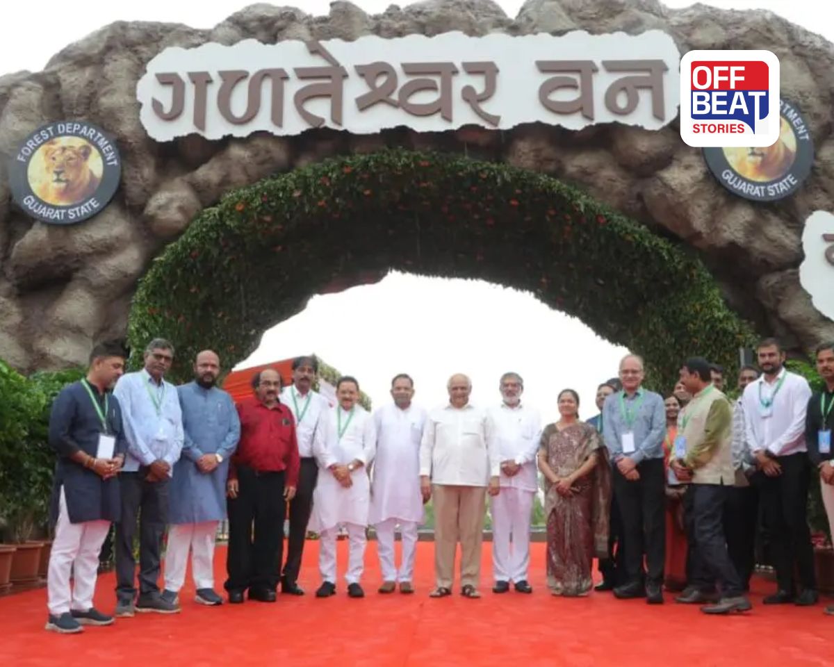 વન ડે પિકનિક માટે બેસ્ટ ગળતેશ્વર વન તમે જોયું છે?