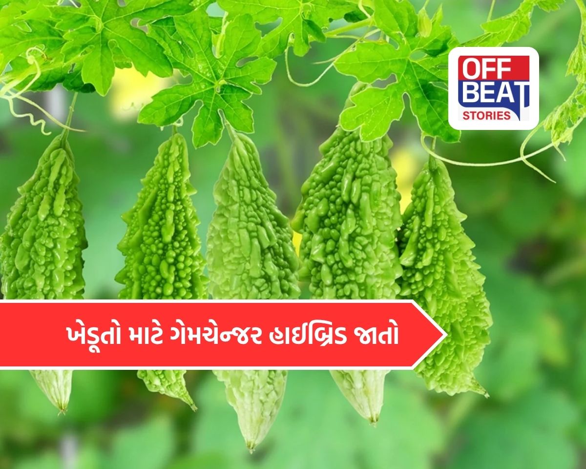 કારેલા નહીં, આ છે લાખપતિ બનાવનાર પાક!