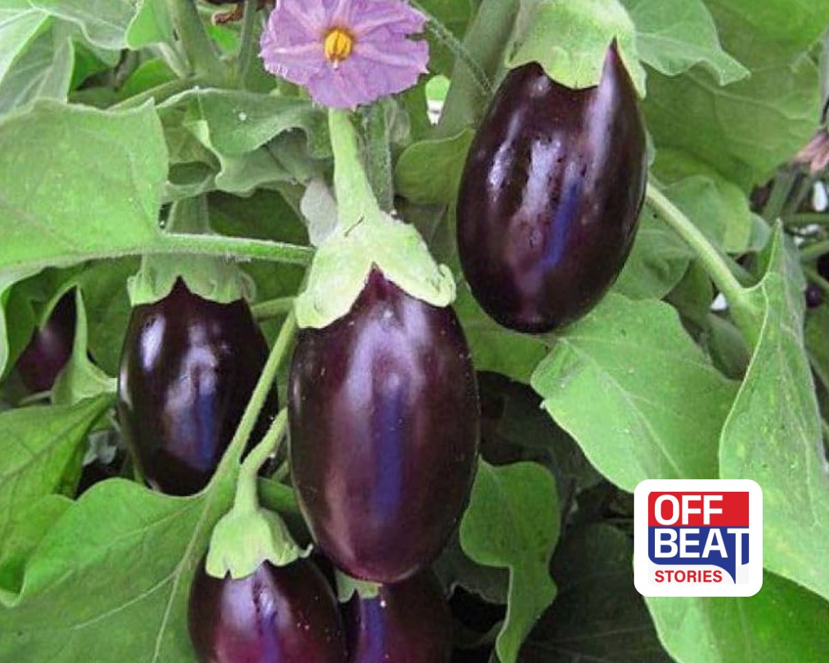 આ હાઇબ્રિડ રીંગણ જાતો બનશે ખેડૂતો માટે ગેમ ચેન્જર