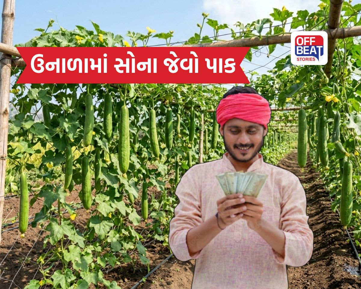 ખેતીમાં કમાણીનો શોર્ટકટ