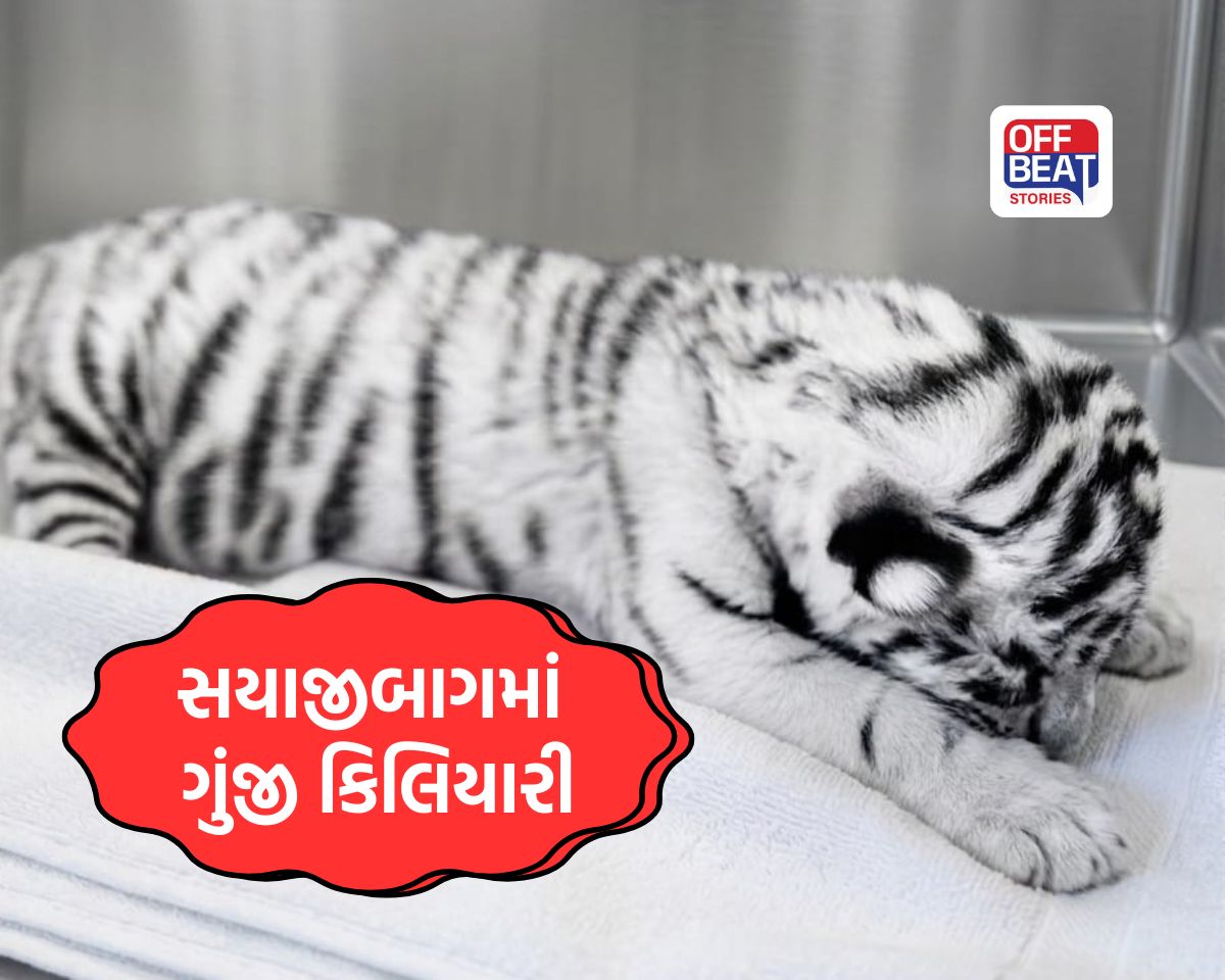 વડોદરાના સયાજીબાગમાં 18 વર્ષ બાદ ગુંજી કિલિયારી