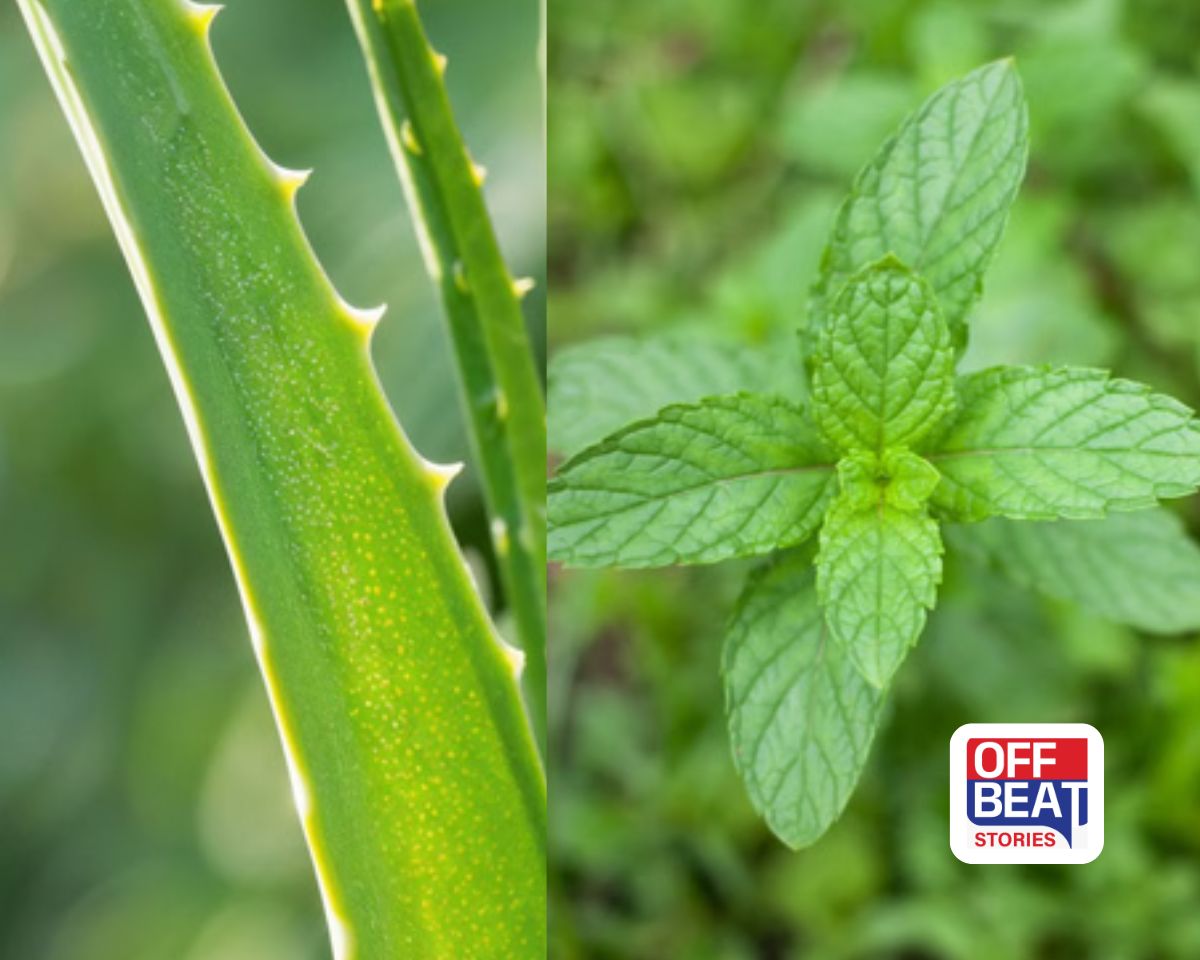 ગરમીમાં ઘર બનશે 'કુલર'