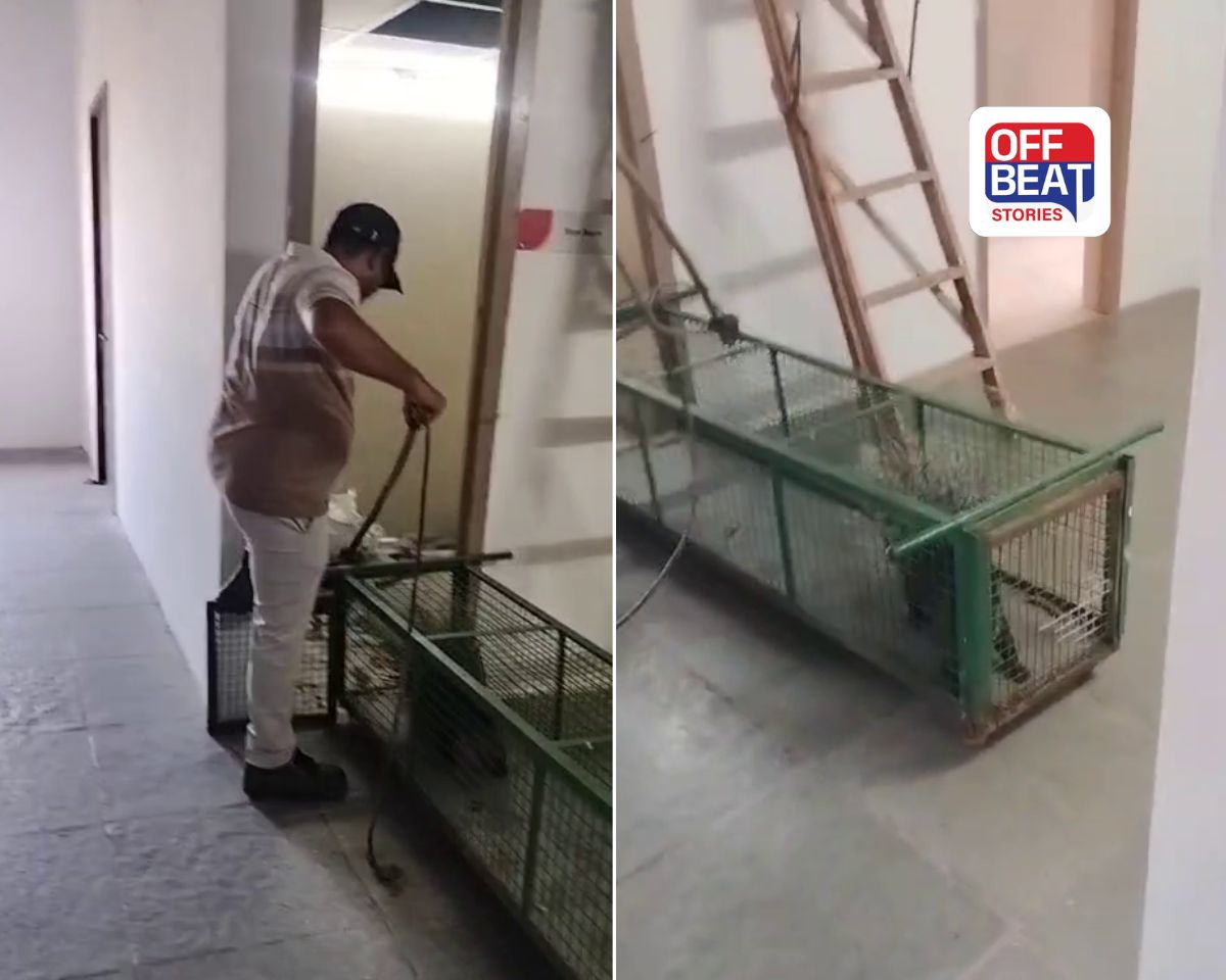 યુનિવર્સિટીમાં વન્યજીવની એન્ટ્રી!