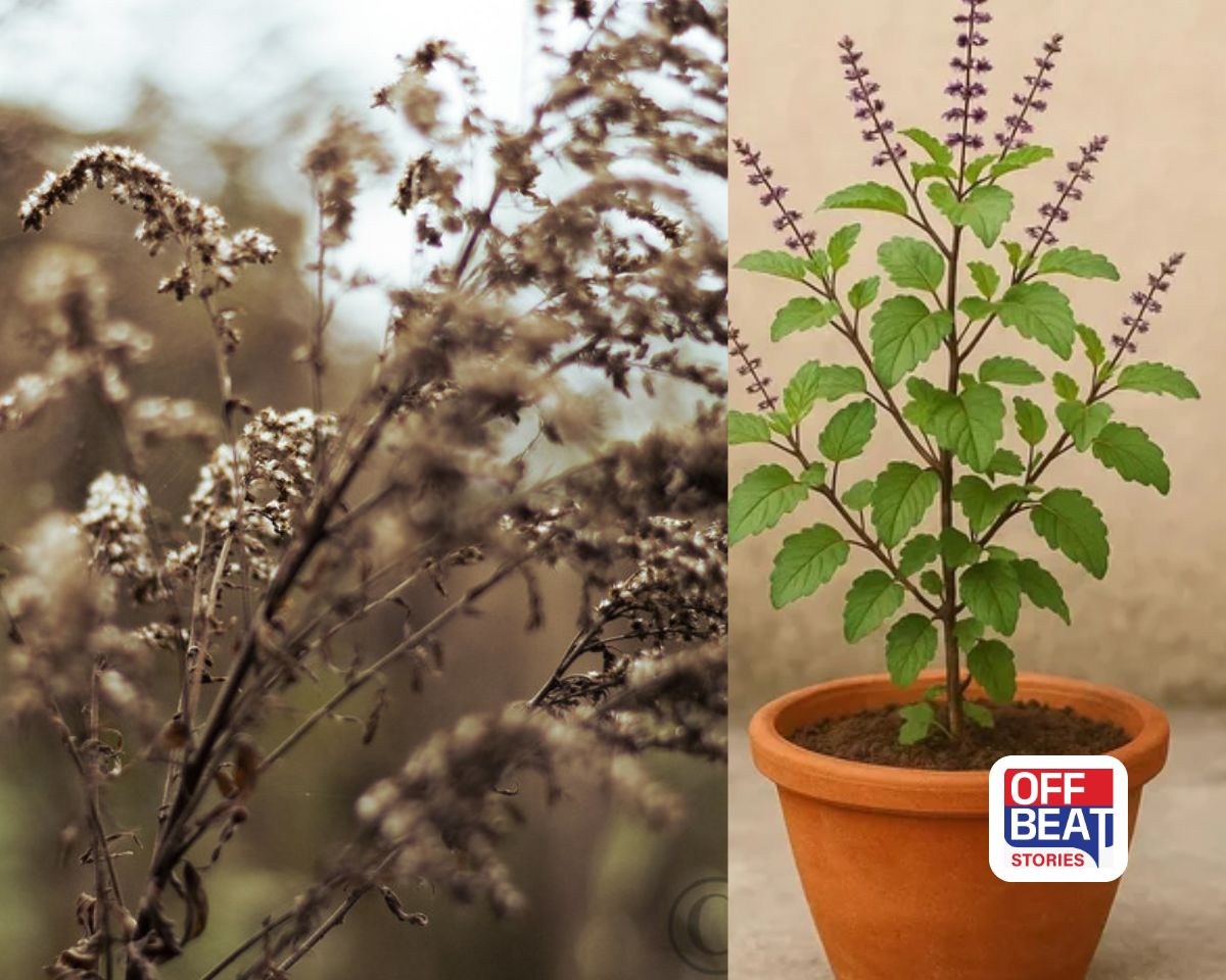 ઉનાળામાં તુલસીનો છોડ સૂકાઈ રહ્યો છે?