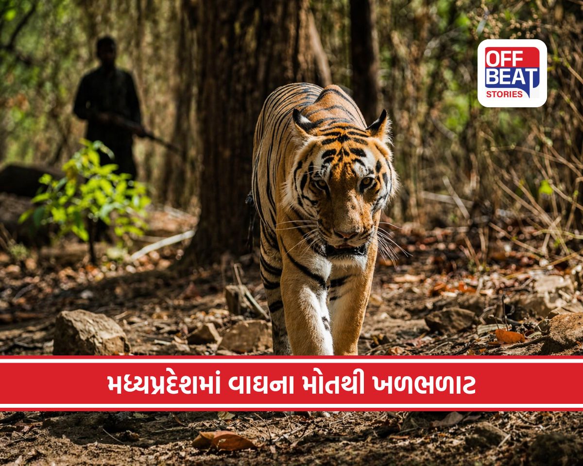‘ટાઈગર સ્ટેટ’ માં જ વાઘ સુરક્ષિત નથી?