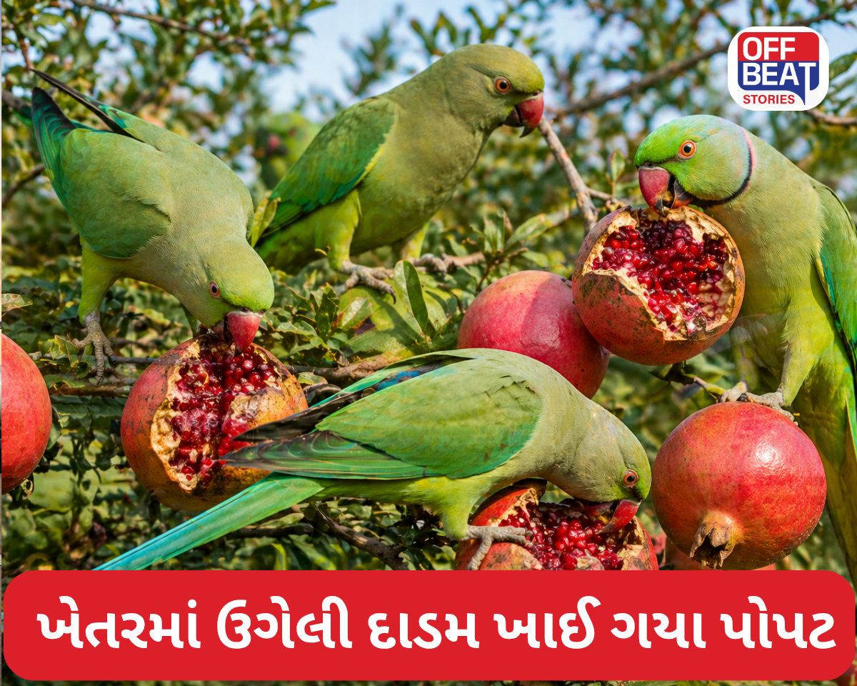 ખેતરમાં ઉગેલી દાડમ ખાઈ ગયા પોપટ