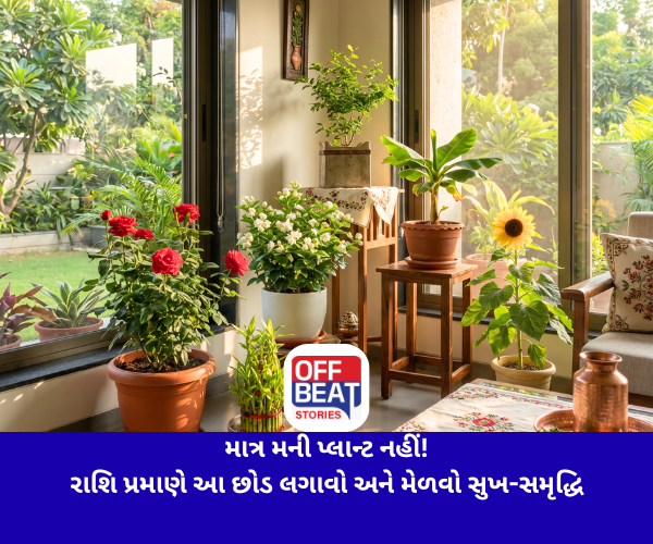 માત્ર મની પ્લાન્ટ નહીં!