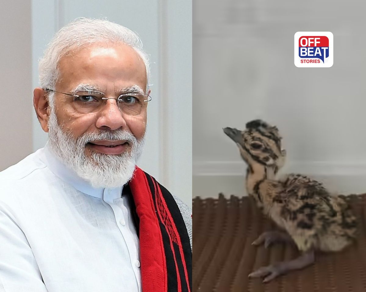 PM મોદી જેમના વખાણ કરે છે તે 'ઘોરાડ' પક્ષીની સુરક્ષામાં મોટી ભૂલ