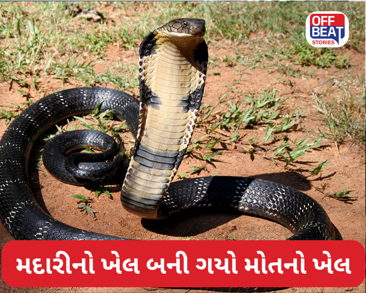 મદારીનો ખેલ બની ગયો મોતનો ખેલ