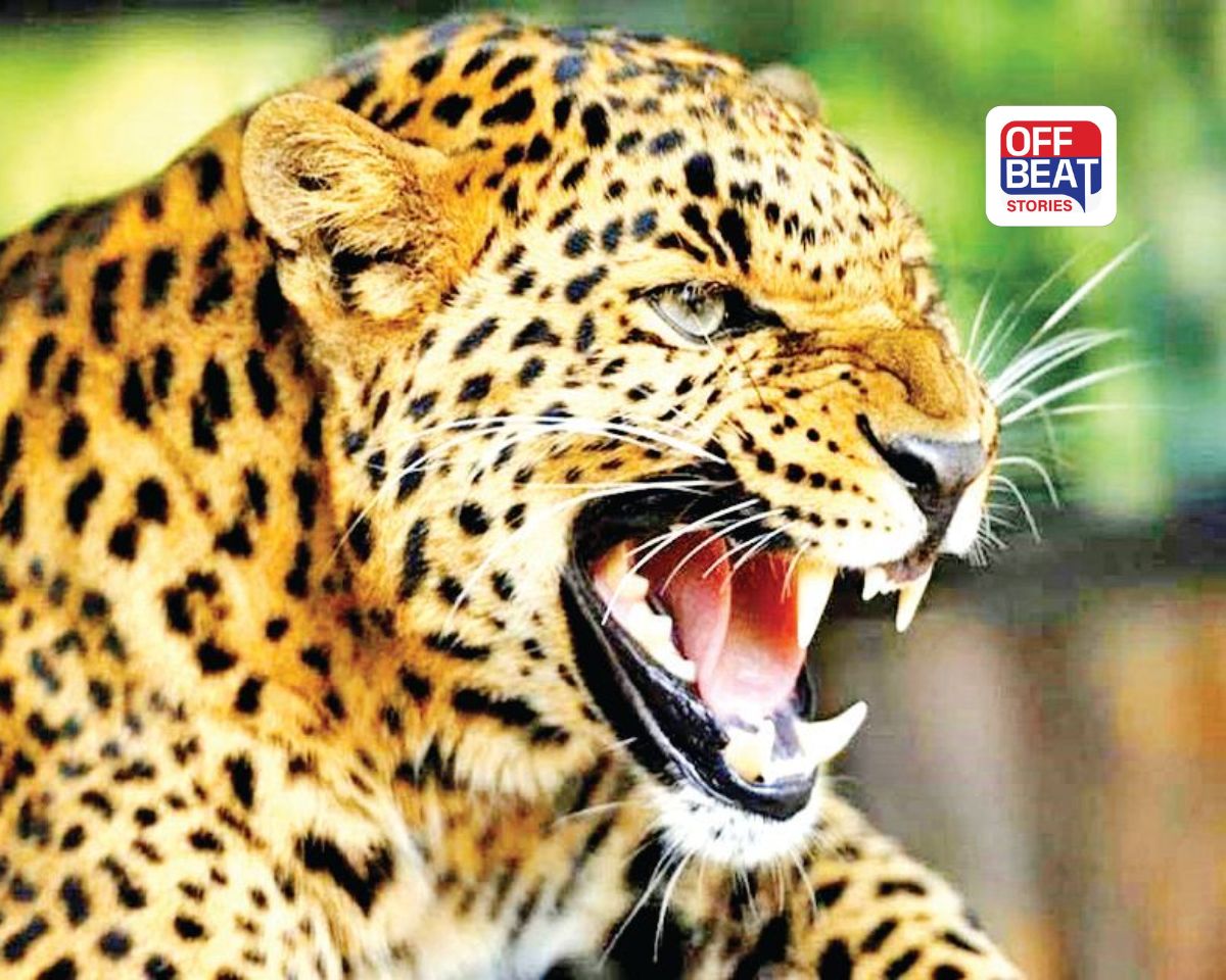 7 વર્ષની બાળકી પણ દીપડાનો જીવલેણ હુમલો