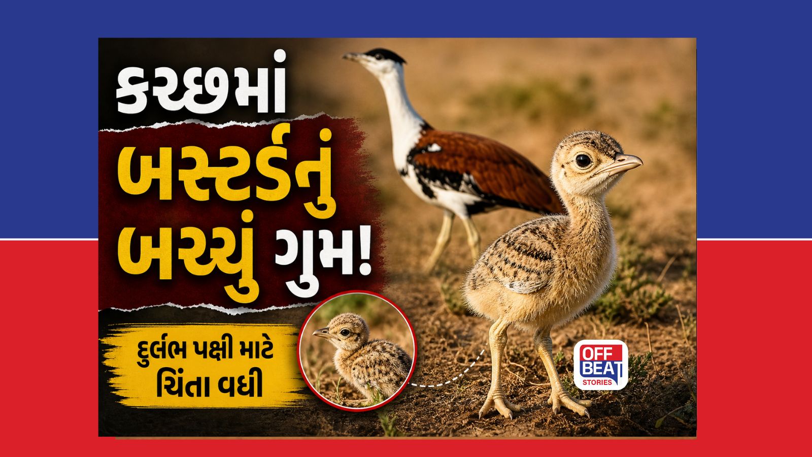 કચ્છમાં 'ઓપરેશન એગ ટ્રાન્સફર'થી જન્મેલું દુર્લભ ઘોરાડનું બચ્ચું ગુમ