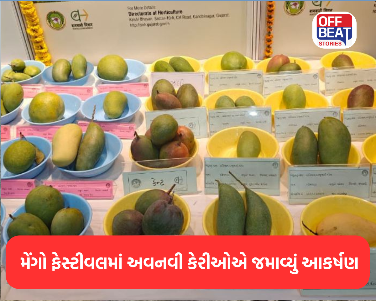 મેંગો ફેસ્ટીવલમાં અવનવી કેરીઓએ જમાવ્યું આકર્ષણ