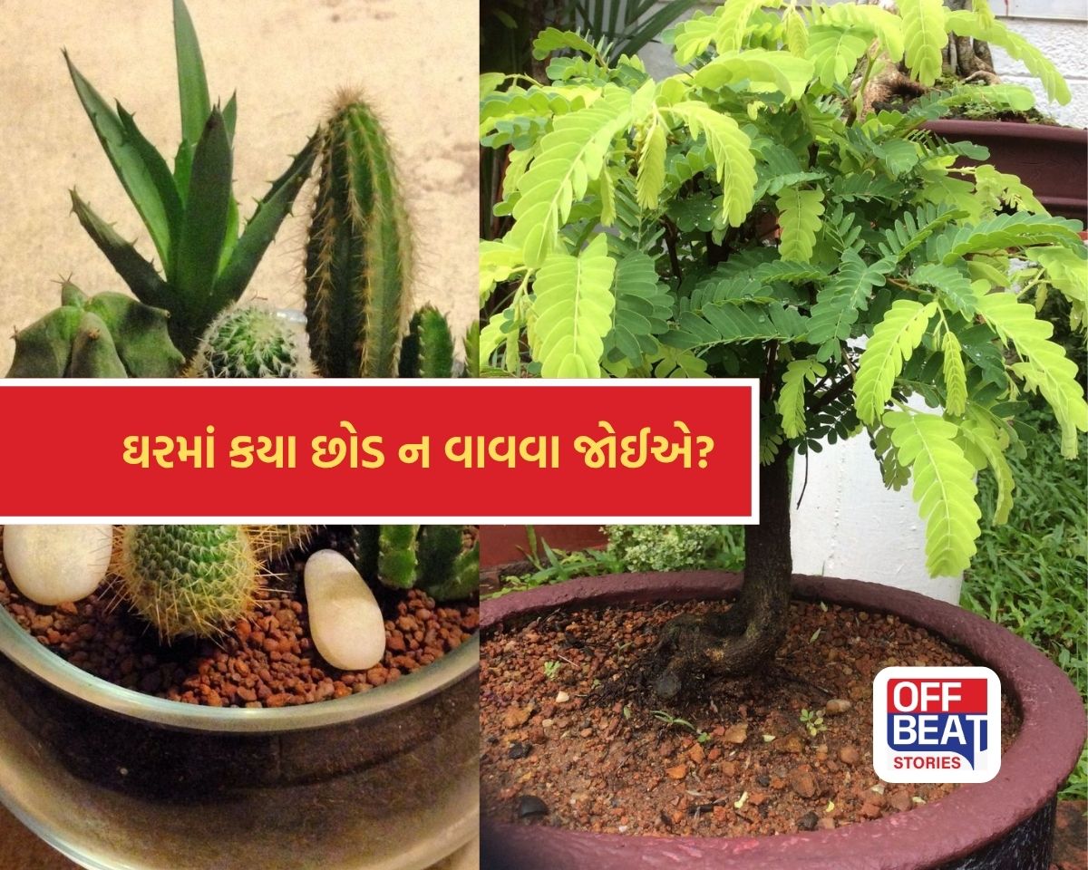 ઘરમાં ભૂલથી પણ ન લગાવો આ 5 અશુભ છોડ!