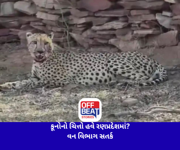 કૂનોનો ચિત્તો હવે રણપ્રદેશમાં?
