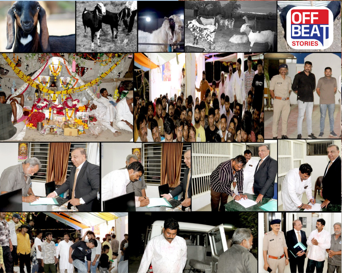 અમરેલી-ગોંડલ-ચોરવાડમાં પશુબલી અટકાવાઈ