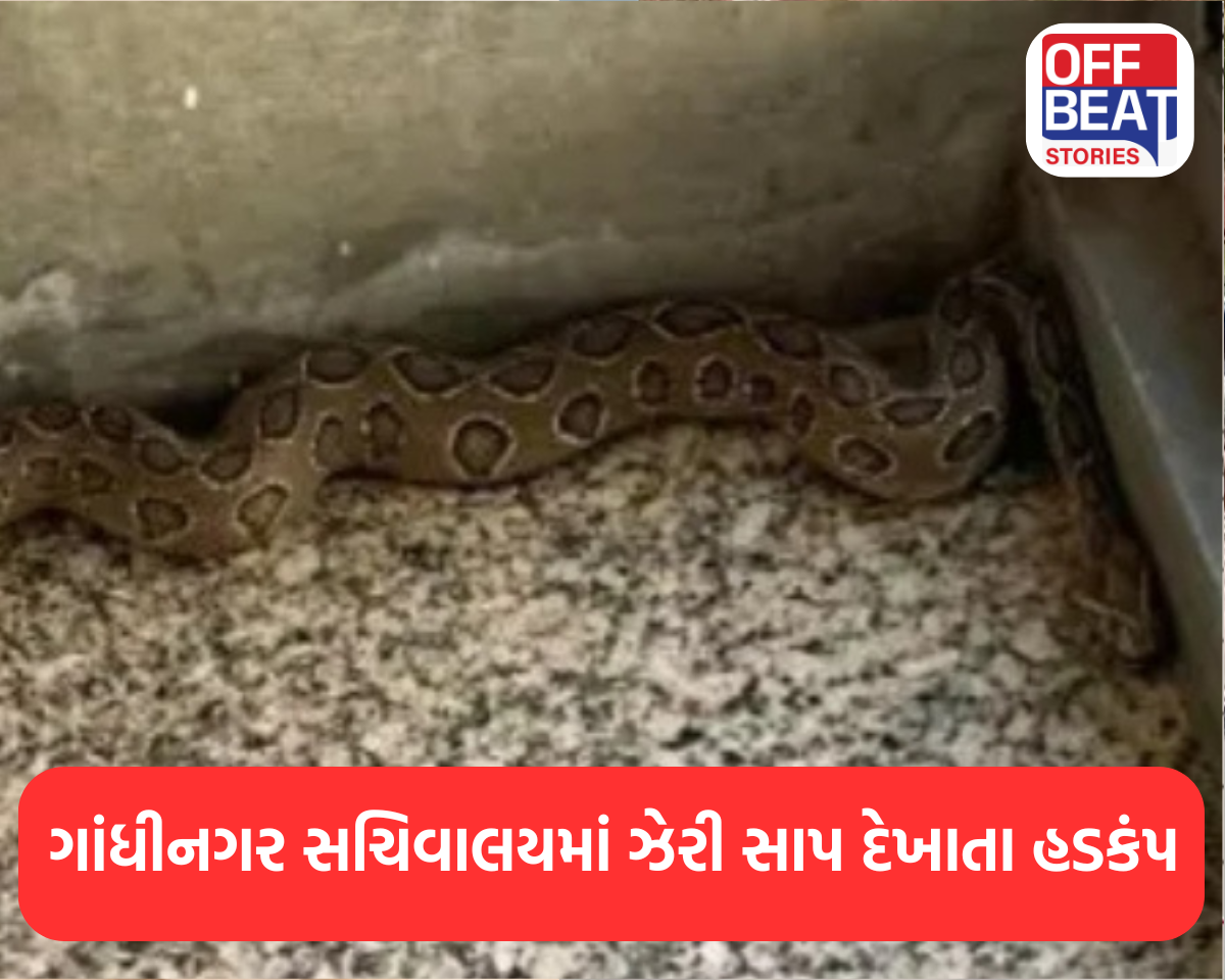 ગાંધીનગર સચિવાલયમાં ઝેરી સાપ દેખાતા હડકંપ