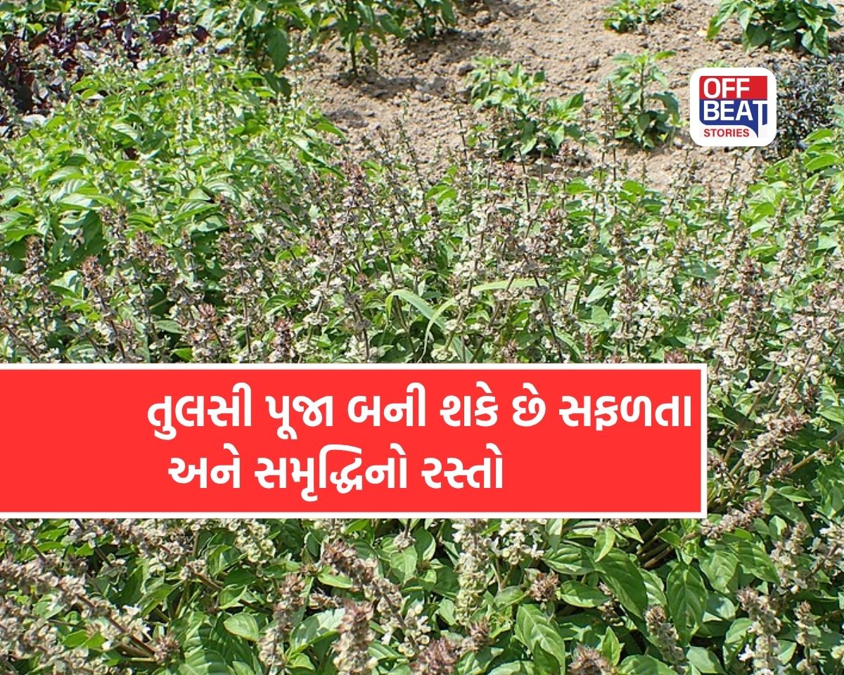 તુલસીની પૂજા કરવાથી જાગી ઊઠે છે આ રાશિઓનું નસીબ!