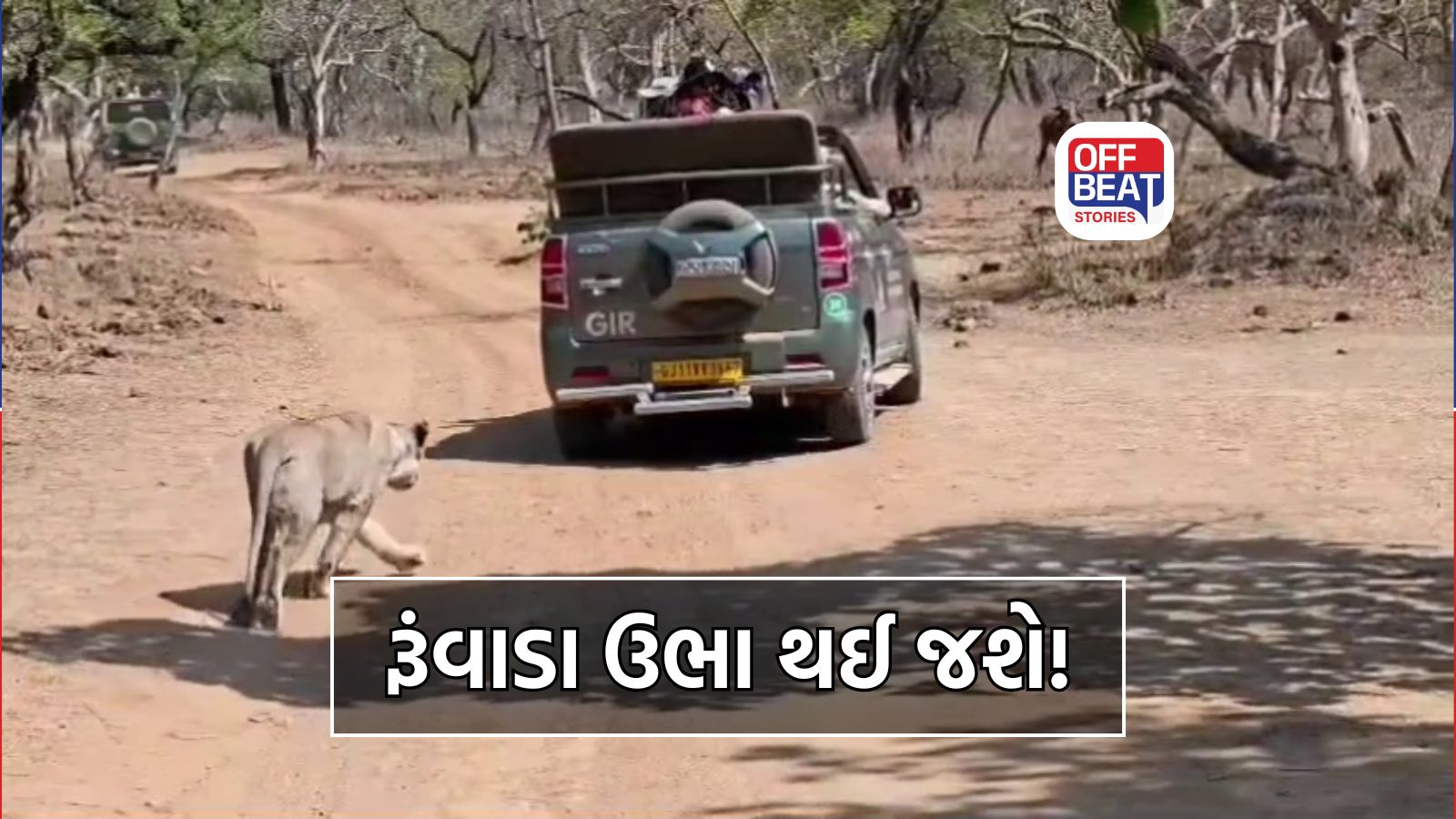ગીરમાં શિકાર કરતાં સિંહ-સિંહણના Live દ્રશ્યો