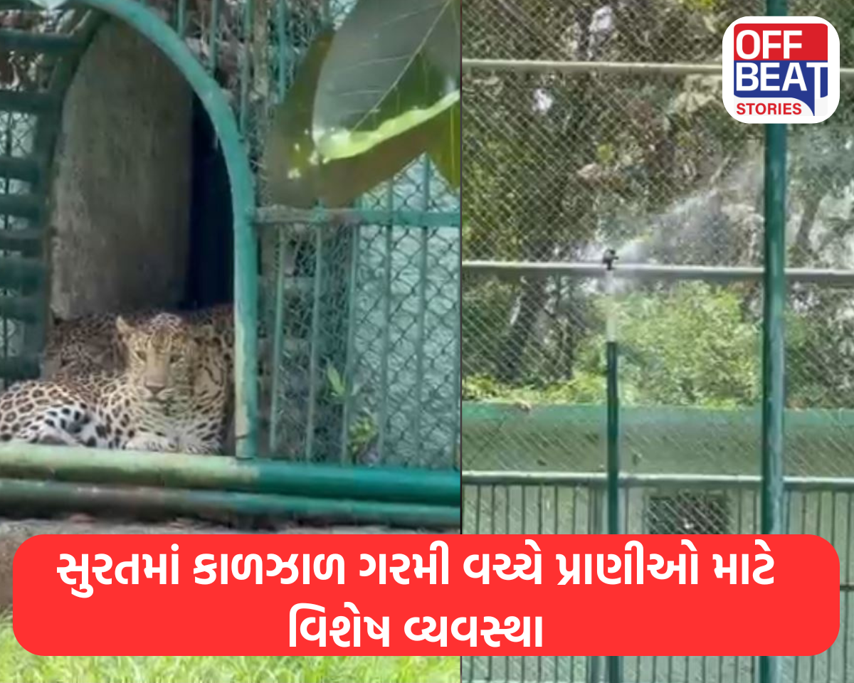 સુરતમાં કાળઝાળ ગરમી વચ્ચે પ્રાણીઓ માટે વિશેષ વ્યવસ્થા
