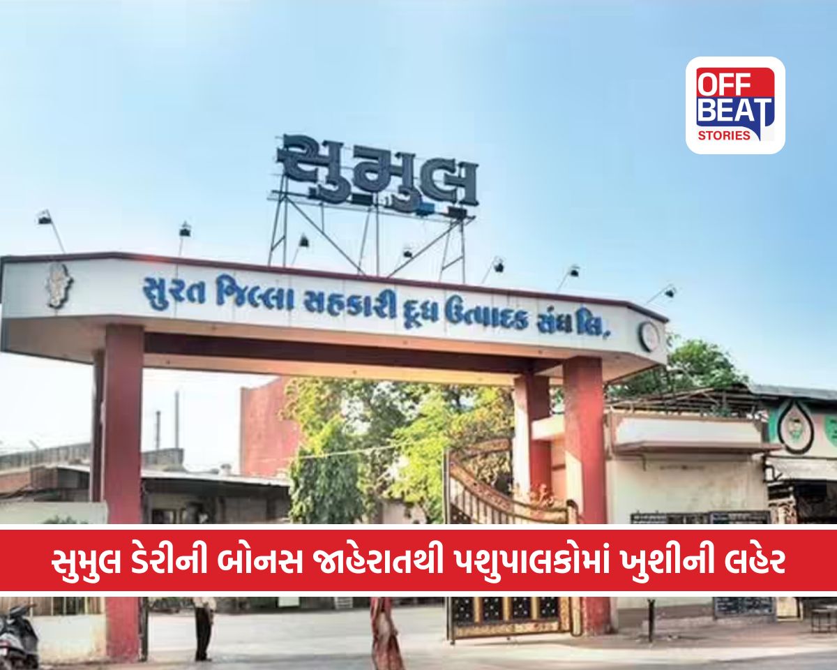 સુરત અને તાપી જિલ્લાના પશુપાલકો માટે દિવાળી જેવો માહોલ