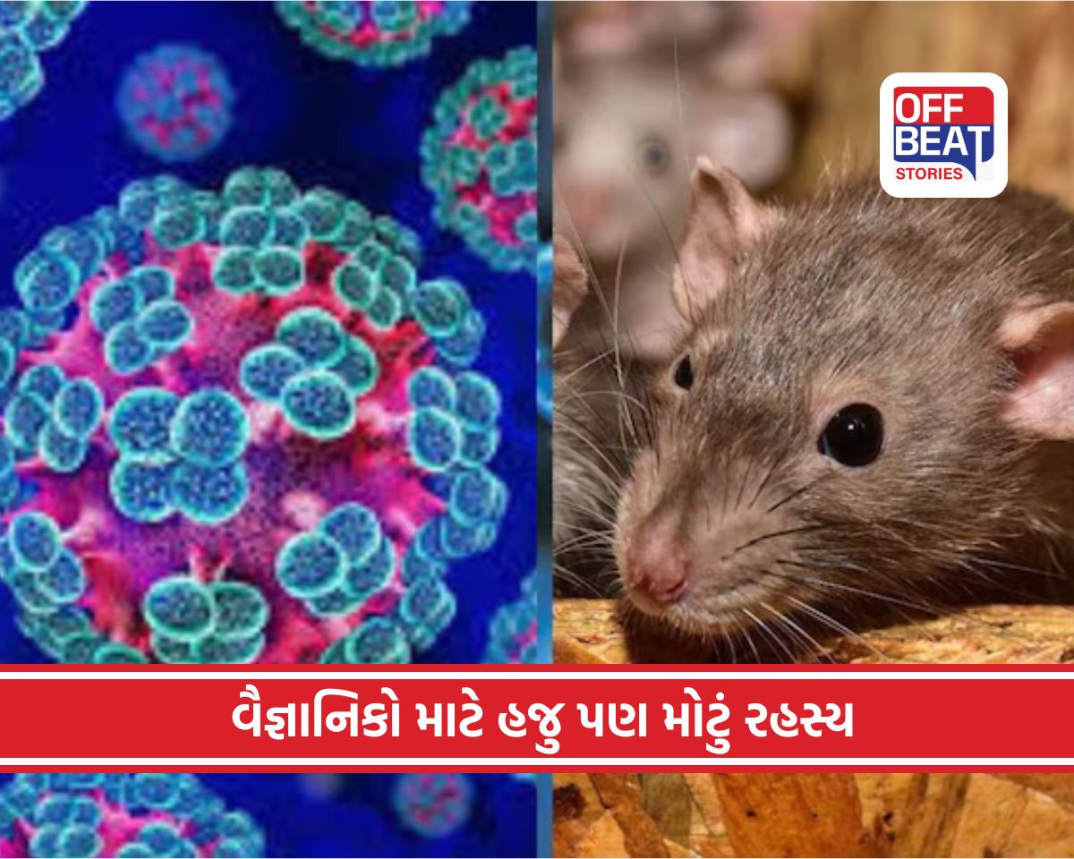 હંતા વાયરસને લઈને WHOનું મોટું એલર્ટ!