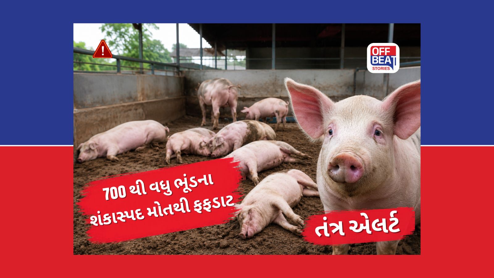 ગુજરાતના આ શહેરમાં અચાનક 700થી વધુ ભૂંડના શંકાસ્પદ મોતથી ફફડાટ