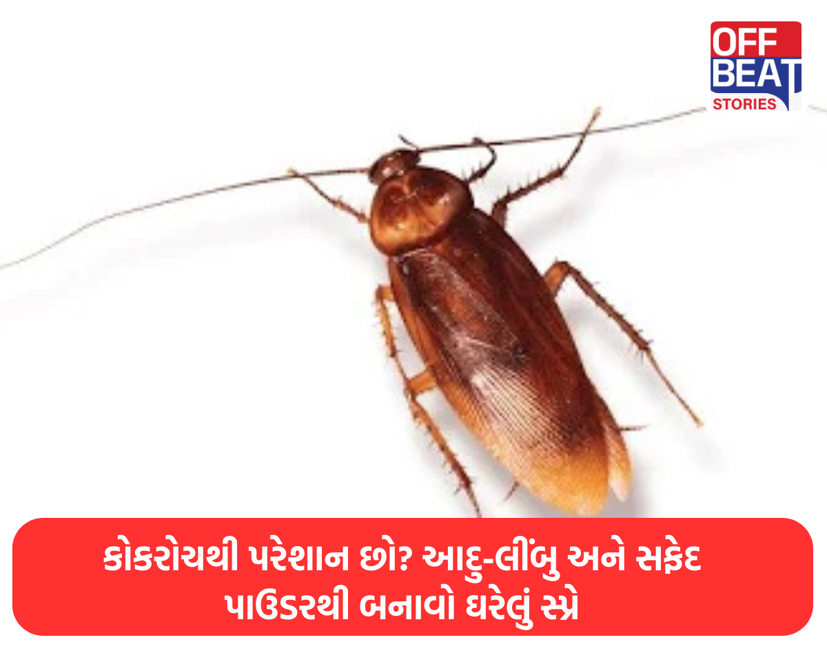 કોકરોચની છબી