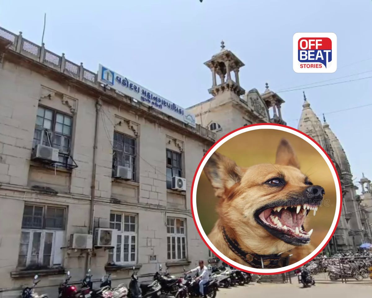 વડોદરામાં રખડતા શ્વાનનો આતંક