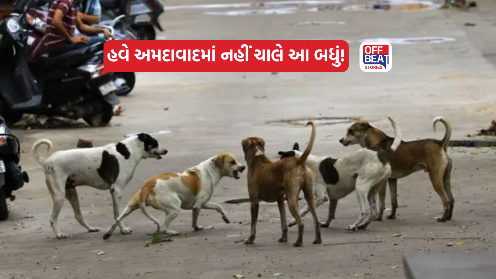 શ્વાન અને પક્ષીઓ માટે AMCનો મોટો નિર્ણય