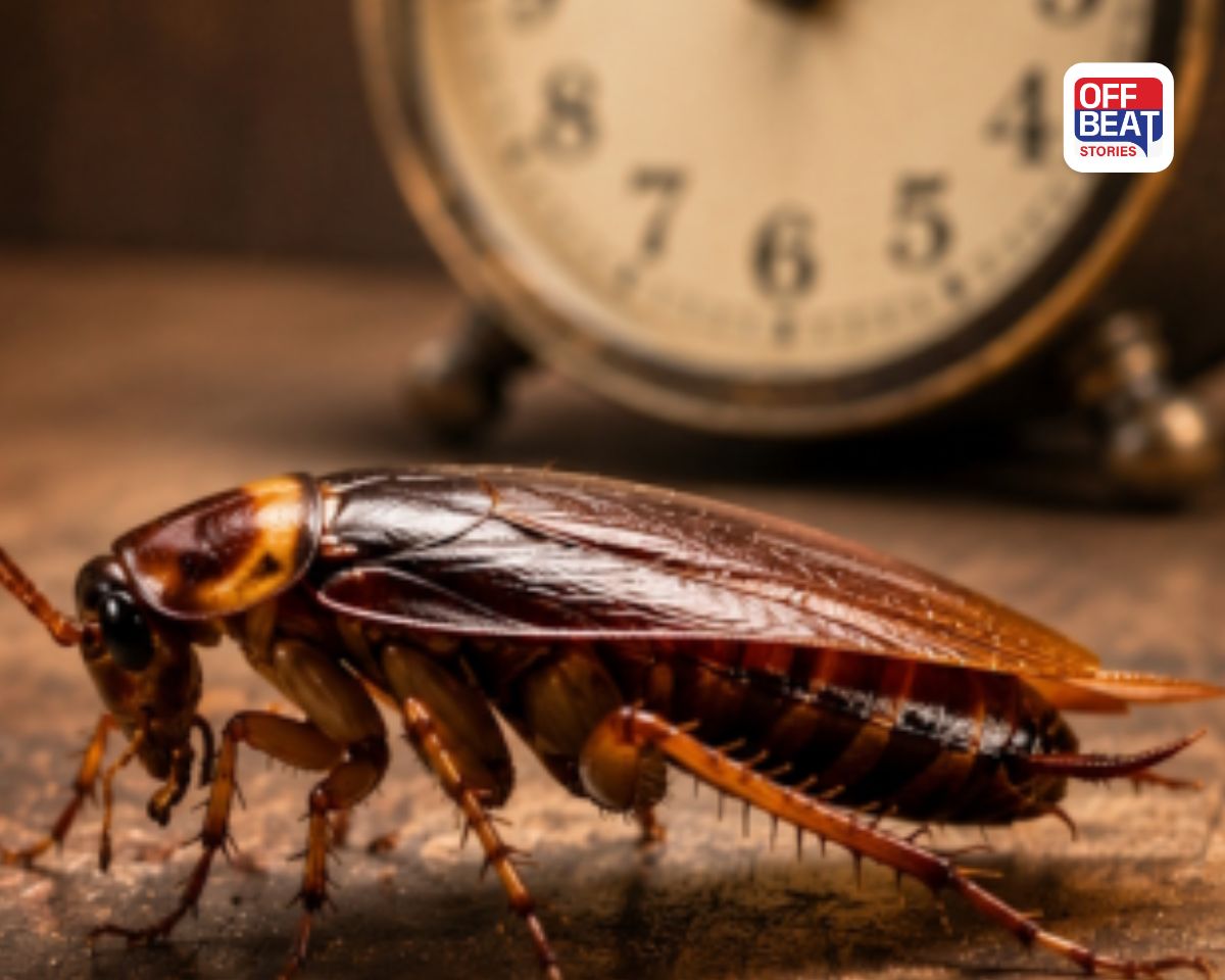 how many years does a cockroach live