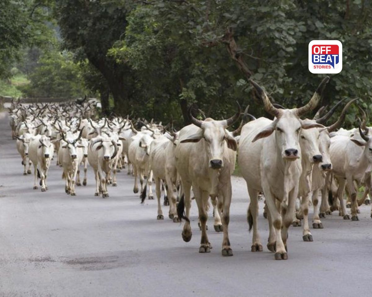 Calcutta HC: Cow sacrifice not essential for Bakri Eid