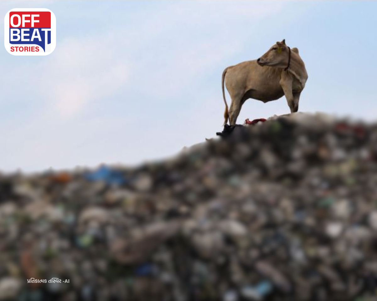 ચૂંટણીઓમાં ગૌસેવાની મોટી વાતો