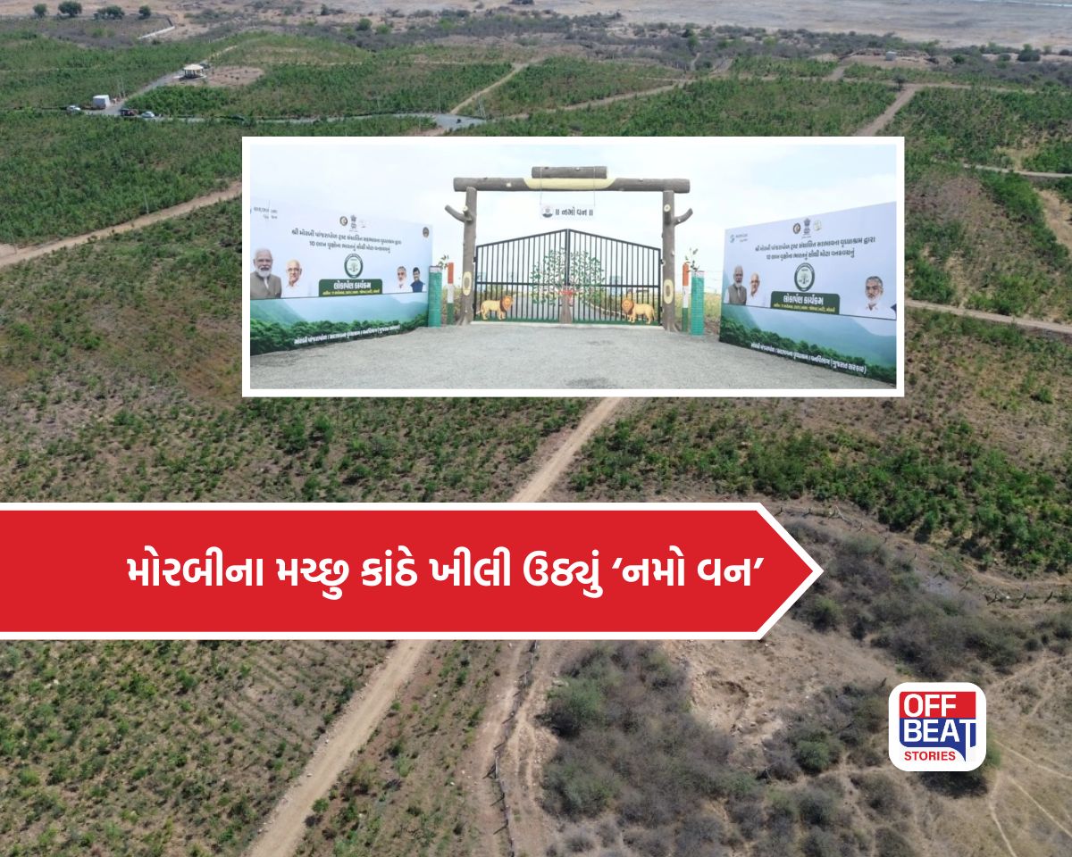 કાંતિલાલની કમાલ! મોરબીમાં 10 લાખ વૃક્ષો વાવી ઉભું કર્યું ‘નમો વન’