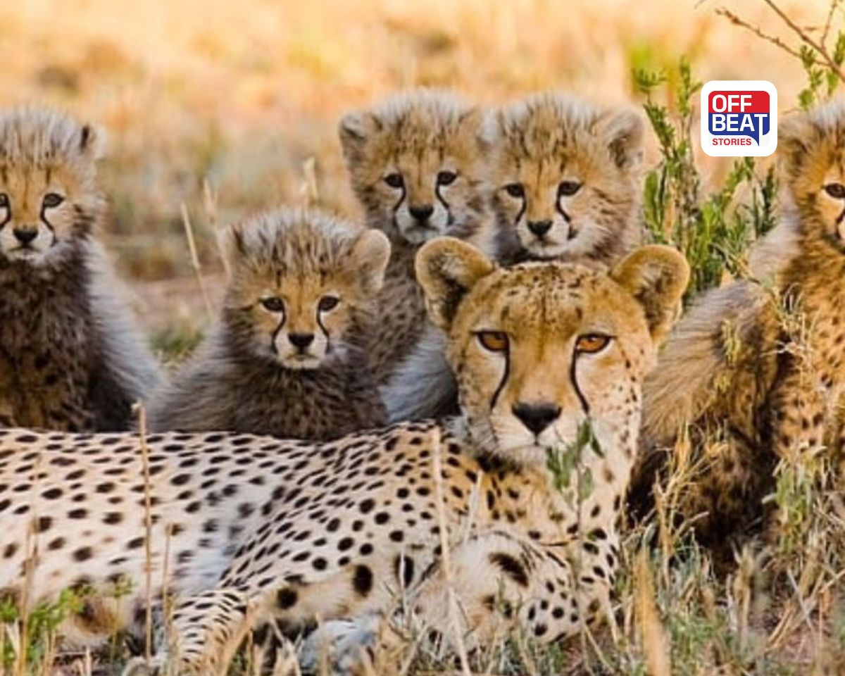 ગુજરાતના બન્નીમાં શિફ્ટ કરાશે 4 આફ્રિકન ચિત્તા