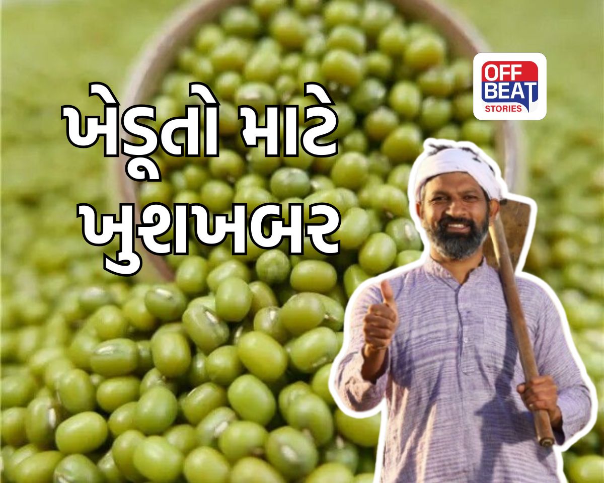 મગ પકવતા ખેડૂતો માટે સારા સમાચાર